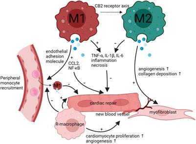 Frontiers Macrophage a potential targeted therapeutic immune